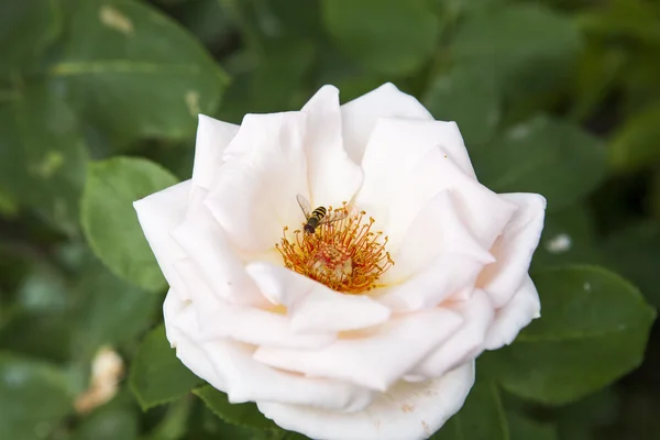 Hermosa rosa en el jardín — Foto de Stock