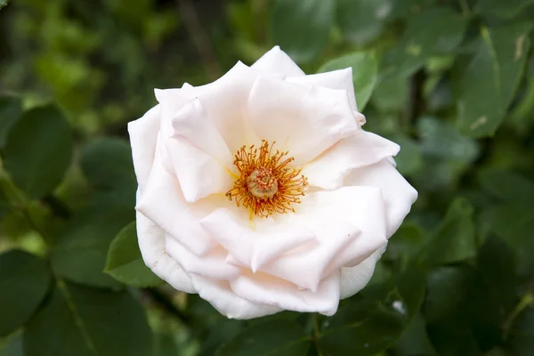 Mooie roos in de tuin — Stockfoto