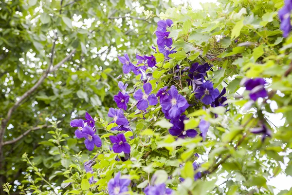Hermosas flores azules de clematis con vegetación — Foto de Stock