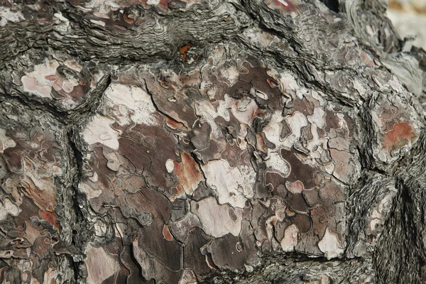 古い木の木の樹皮の一部皮をむいた。テクスチャと背景の性質から — ストック写真