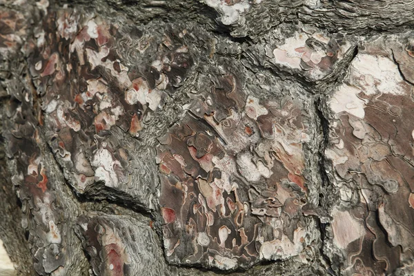 Vieil arbre avec l'écorce de l'arbre partiellement pelé. Texture et fond de la nature — Photo