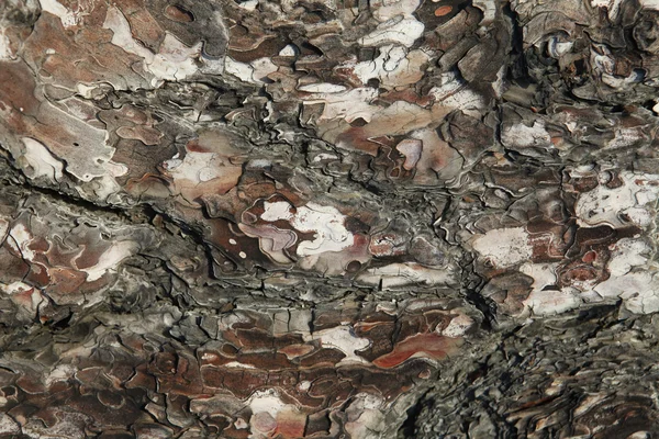Starý strom s kůrou stromu, loupaná částečně. Textury a pozadí z přírody — Stock fotografie