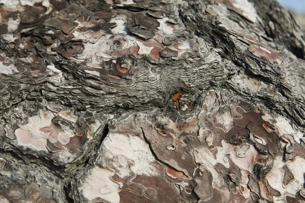 Vieil arbre avec l'écorce de l'arbre partiellement pelé. Texture et fond de la nature — Photo