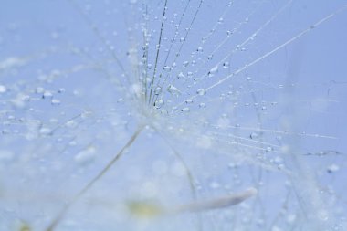 karahindiba tohumları ile doğal zemin üzerine su damlaları