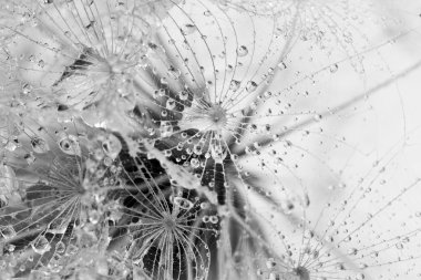 karahindiba tohumları ile doğal zemin üzerine su damlaları