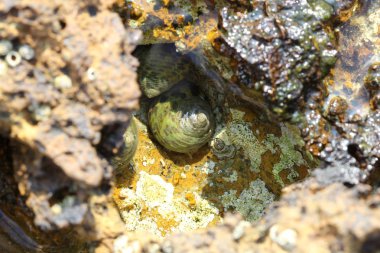 Temiz su, kıyı ve deniz salyangozları kayalardan