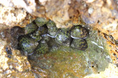Temiz su, kıyı ve deniz salyangozları kayalardan