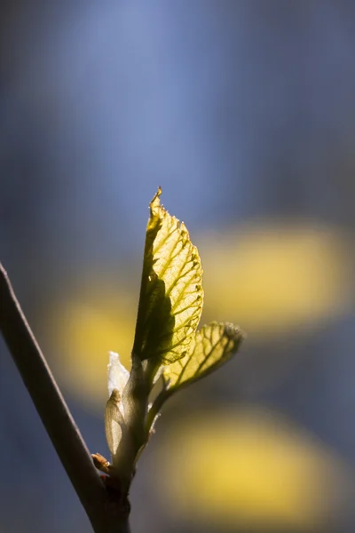 Ljusgröna blad på mörk grön, naturliga bakgrund — Stockfoto
