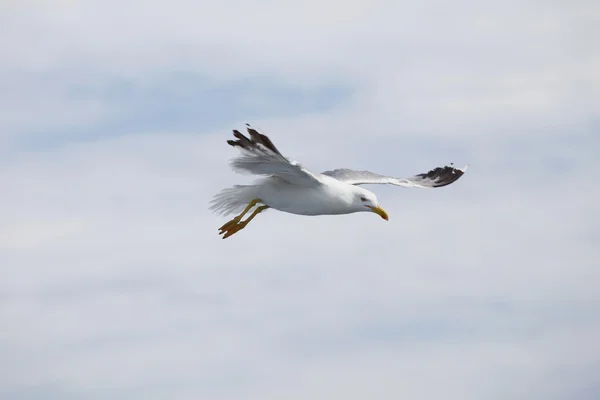Lindas gaivotas voando no céu azul — Fotografia de Stock