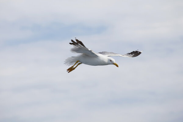 Beautiful seagulls soaring in the blue sky