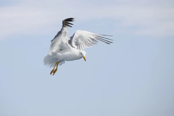 Hermosas gaviotas volando en el cielo azul — Foto de Stock