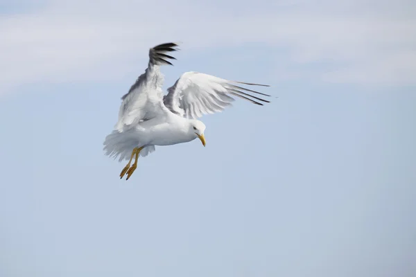 Lindas gaivotas voando no céu azul — Fotografia de Stock