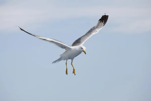 Lindas gaivotas voando no céu azul — Fotografia de Stock