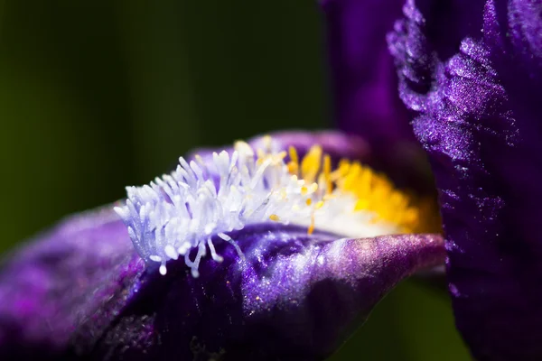 Details from a beautiful, dark blue, iris flower with natural background — Stock Photo, Image