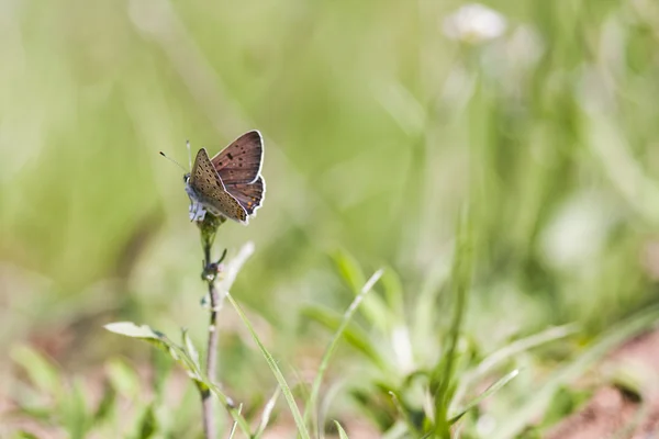 Petit, coloré, beau papillon sur une plante avec un fond naturel vert — Photo