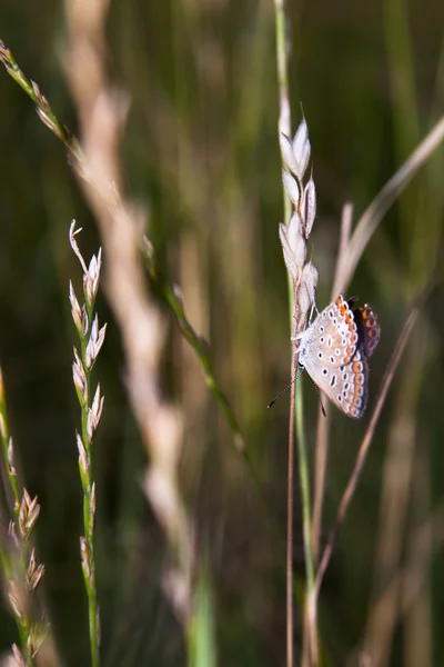 Petit, coloré, beau papillon sur une plante avec un fond naturel vert — Photo