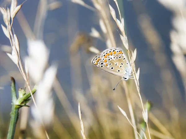 Petit, coloré, beau papillon sur une plante avec un fond naturel vert — Photo