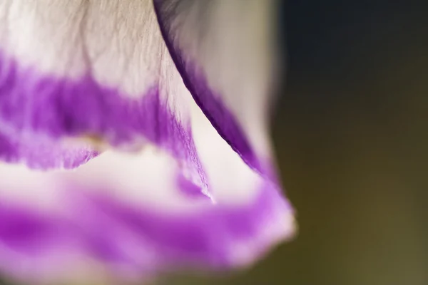 Abstract, macro shot of Cyclamen petals — Stock Photo, Image