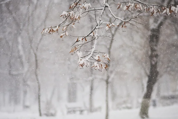 下雪在公园里的景观 — 图库照片