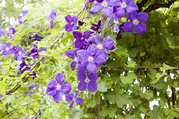 Belles fleurs bleues clématites avec végétation — Photo