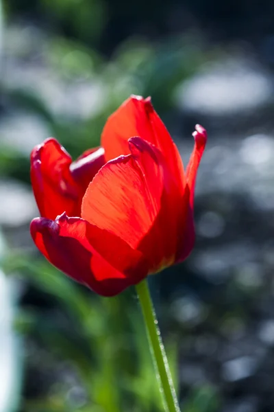 Belles tulipes avec détails — Photo