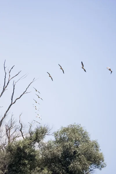 Pelicanos voando no Delta do Danúbio - Roménia — Fotografia de Stock