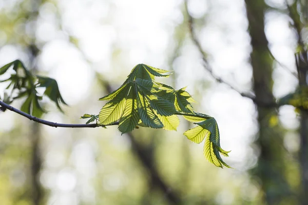 Lichtgroene bladeren op donkere groene, natuurlijke achtergrond — Stockfoto