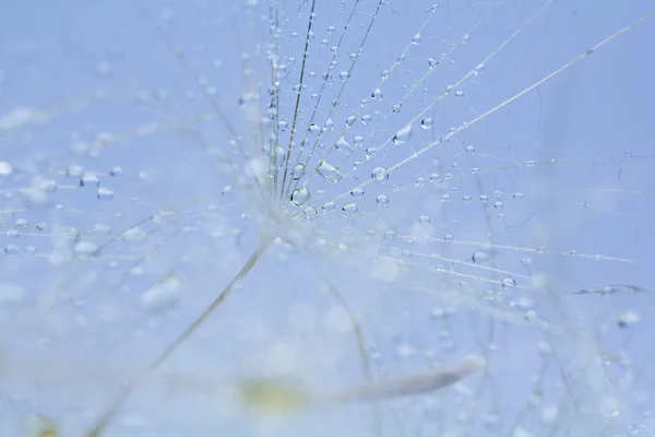 Semillas de diente de león con gotas de agua sobre fondo natural — Foto de Stock