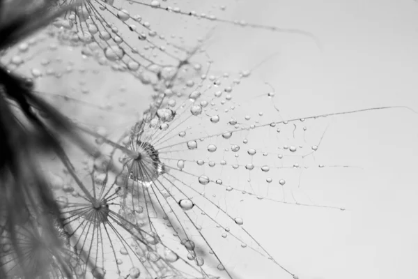 Dandelion seeds with water drops on natural background — Stock Photo, Image