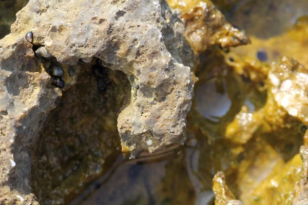 Clear water, rocks from the shore and marine snails — Stock Photo, Image