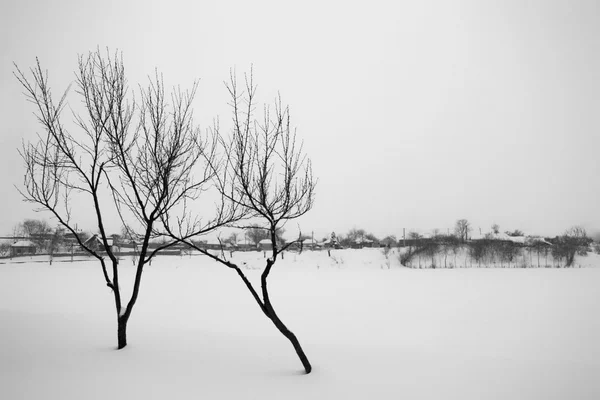 Paisagem nevando no parque — Fotografia de Stock