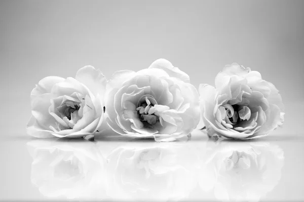 Noir et blanc, composition nature morte avec des pièces géométriques en bois avec des roses blanches et fond gris clair — Photo