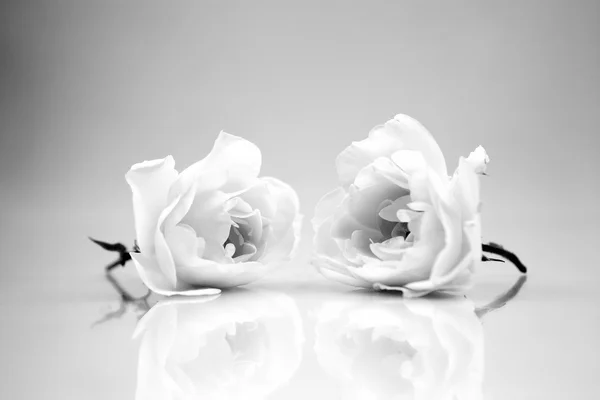 Black and white, still life composition with wooden geometrical pieces with white roses and light grey background — Stock Photo, Image
