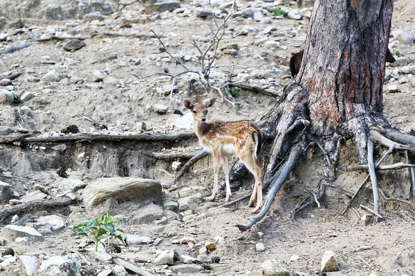 Baby deer in a reservation — Stock Photo, Image