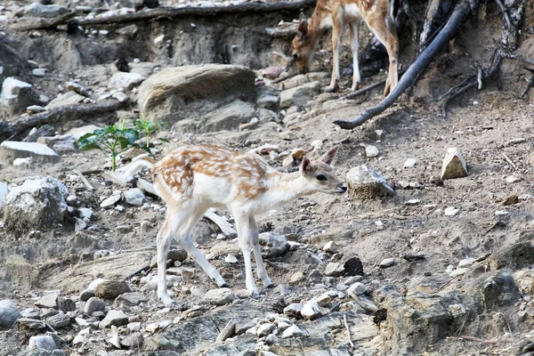 Baby deer in a reservation — Stock Photo, Image