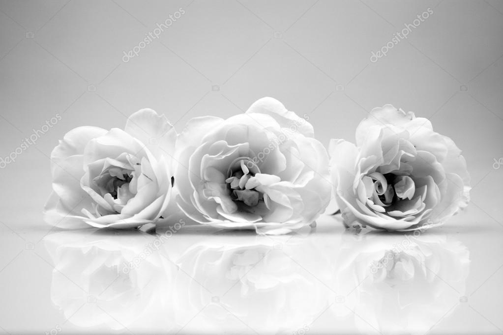 Black and white, still life composition with wooden geometrical pieces with white roses and light grey background