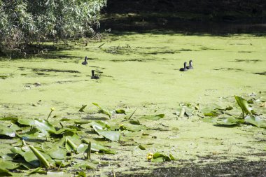 siyah küçük kuşlar ve bitki örtüsü Tuna Deltası, Romanya