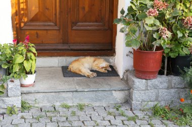 Kapının önünde uyuyan güzel kedi