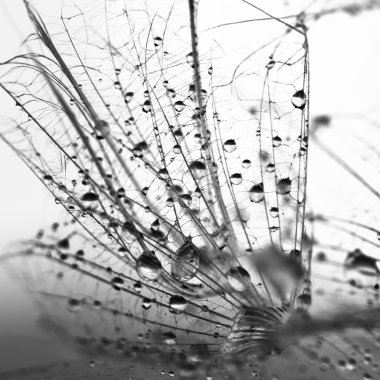 karahindiba tohumları ile doğal zemin üzerine su damlaları