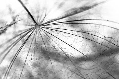 karahindiba tohumları ile doğal zemin üzerine su damlaları