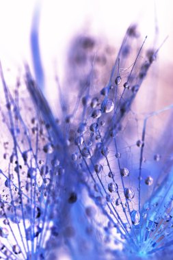 karahindiba tohumları ile doğal zemin üzerine su damlaları