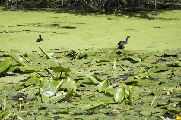 Black small birds and vegetation in Danube Delta, Romania — Stock Photo, Image