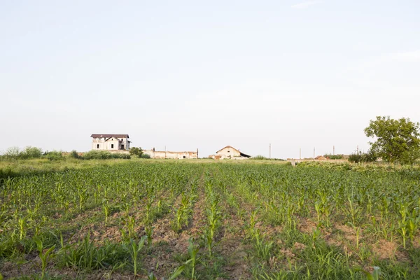 Altes, verlassenes, verfallenes Haus auf dem Feld — Stockfoto