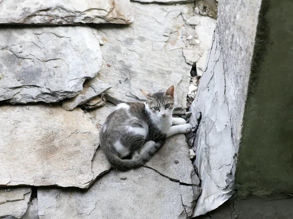 Vacker katt spelar på betongytan — Stockfoto