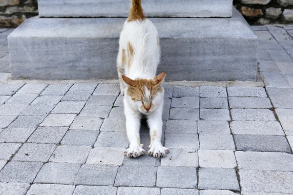 Vacker katt spelar på betongytan — Stockfoto