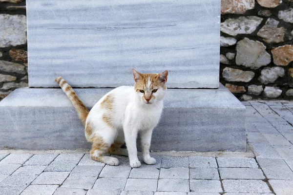 Hermoso gato jugando en una superficie de hormigón —  Fotos de Stock