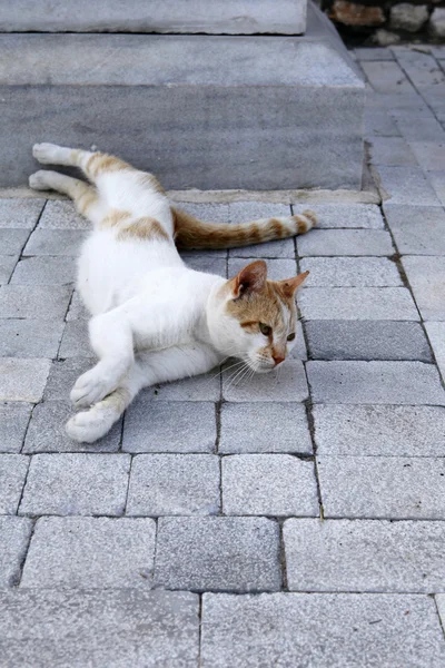 Όμορφη γάτα παίζει σε μια επιφάνεια σκυροδέματος — Φωτογραφία Αρχείου
