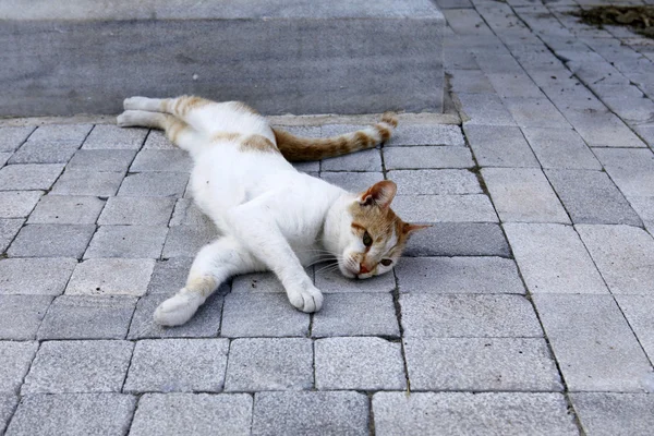 Vacker katt spelar på betongytan — Stockfoto