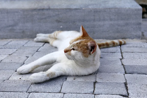 Mooie kat spelen op een betonnen ondergrond — Stockfoto