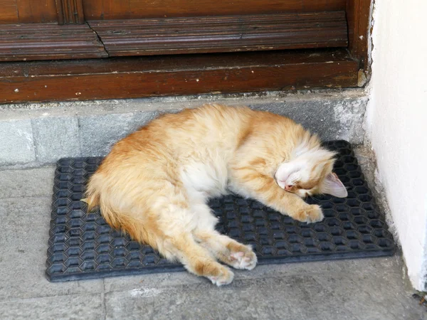 Vacker katt som sover framför dörren — Stockfoto